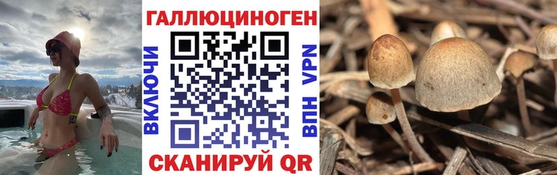 Псилоцибиновые грибы Cubensis  как найти закладки  Оленегорск 
